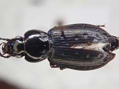 Pterostichus adstrictus