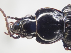 Pterostichus adstrictus