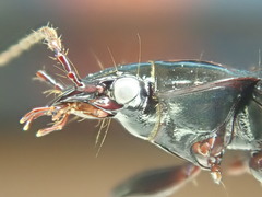 Pterostichus adstrictus