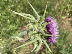 Silybum marianum