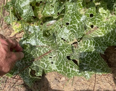 Silybum marianum