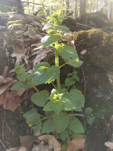 krtičník jarný (Scrophularia vernalis)