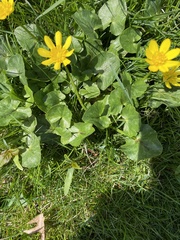Ficaria verna