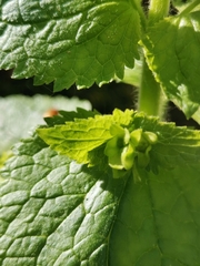 Scrophularia vernalis