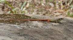Psammodromus algirus