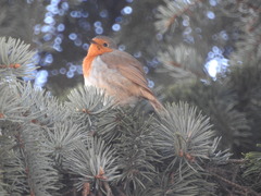Erithacus rubecula rubecula