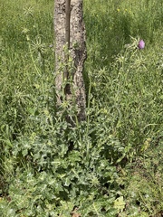 Silybum marianum