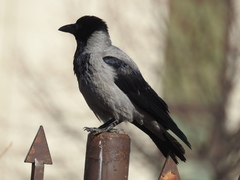 Corvus cornix cornix