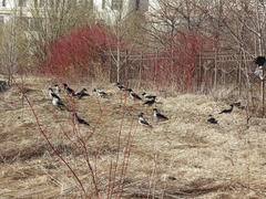 Corvus cornix cornix