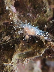 Corallimorpharia
