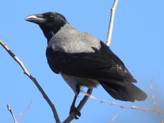 Corvus cornix cornix