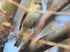 Phylloscopus collybita abietinus