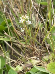 Lepidium virginicum menziesii