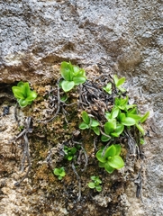 Pinguicula vallisneriifolia