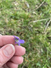 Viola × scabra