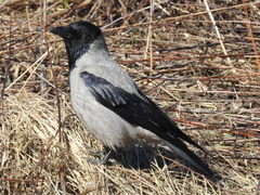 Corvus cornix cornix