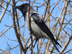 Corvus cornix cornix