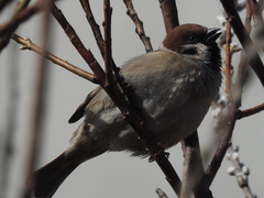 Passer montanus montanus
