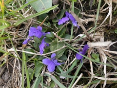 Viola × scabra