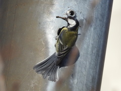Parus major major