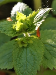 Scrophularia vernalis