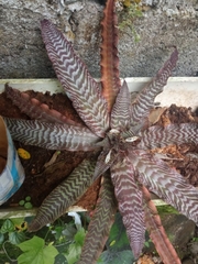 Cryptanthus
