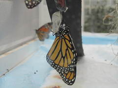 Papilionoidea