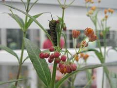 Papilionoidea