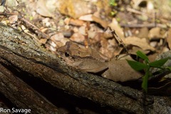 Eleutherodactylus inoptatus