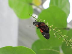 Papilionoidea