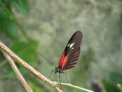 Papilionoidea