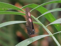 Papilionoidea