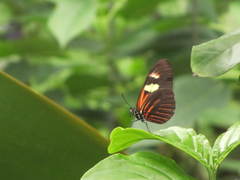 Papilionoidea