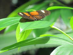 Papilionoidea