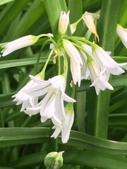 Allium triquetrum