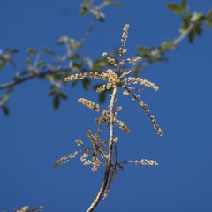 Bursera grandifolia