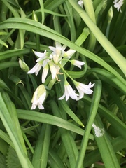Allium triquetrum