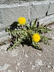 Taraxacum officinale