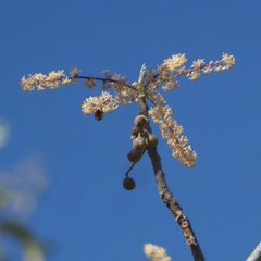 Bursera grandifolia