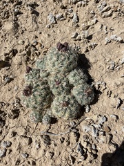 Sclerocactus mesae-verdae