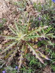 Ptilostemon hispanicus