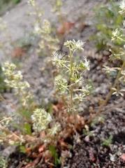 Reseda phyteuma