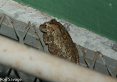 Osteopilus dominicensis