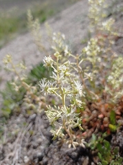 Reseda phyteuma