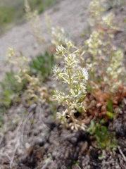 Reseda phyteuma