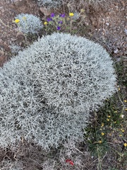 Centaurea spinosa