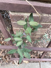 Tracheophyta