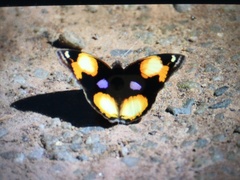 Junonia hierta cebrene