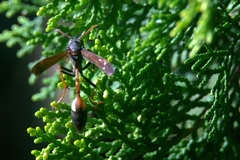 Belonogaster petiolata