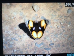 Junonia hierta cebrene